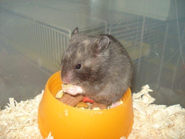 Hamster Tusse´s Toffifee billede 15