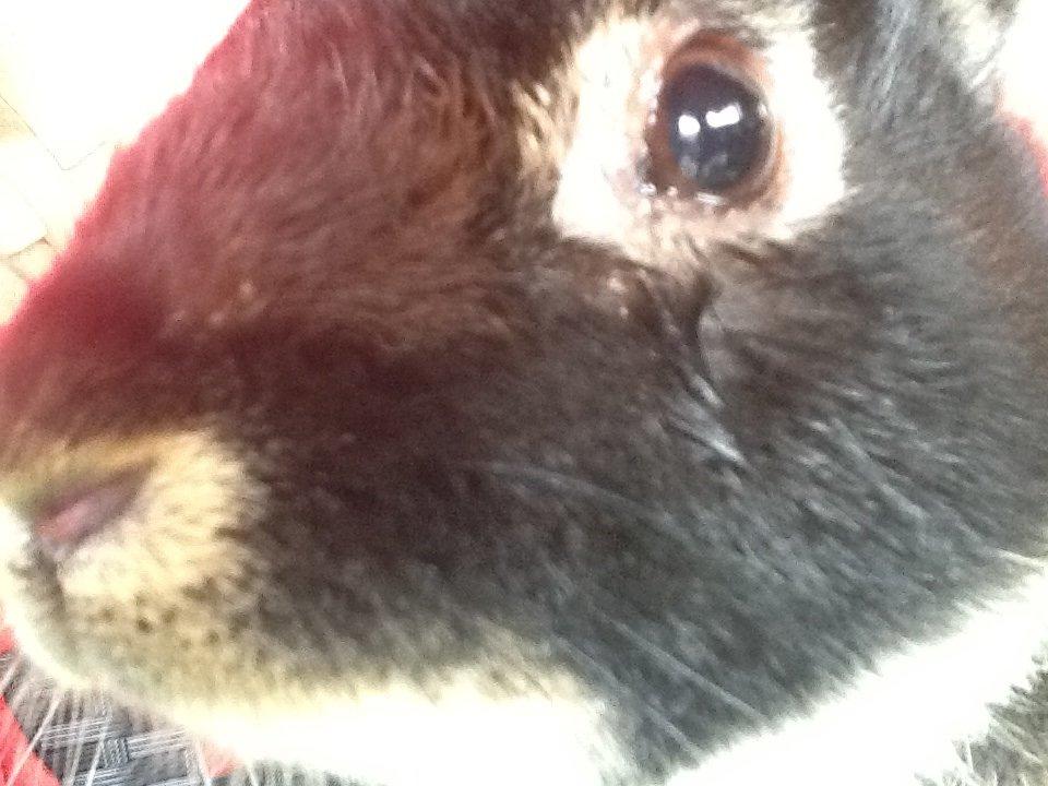 Kanin Batman billede 9