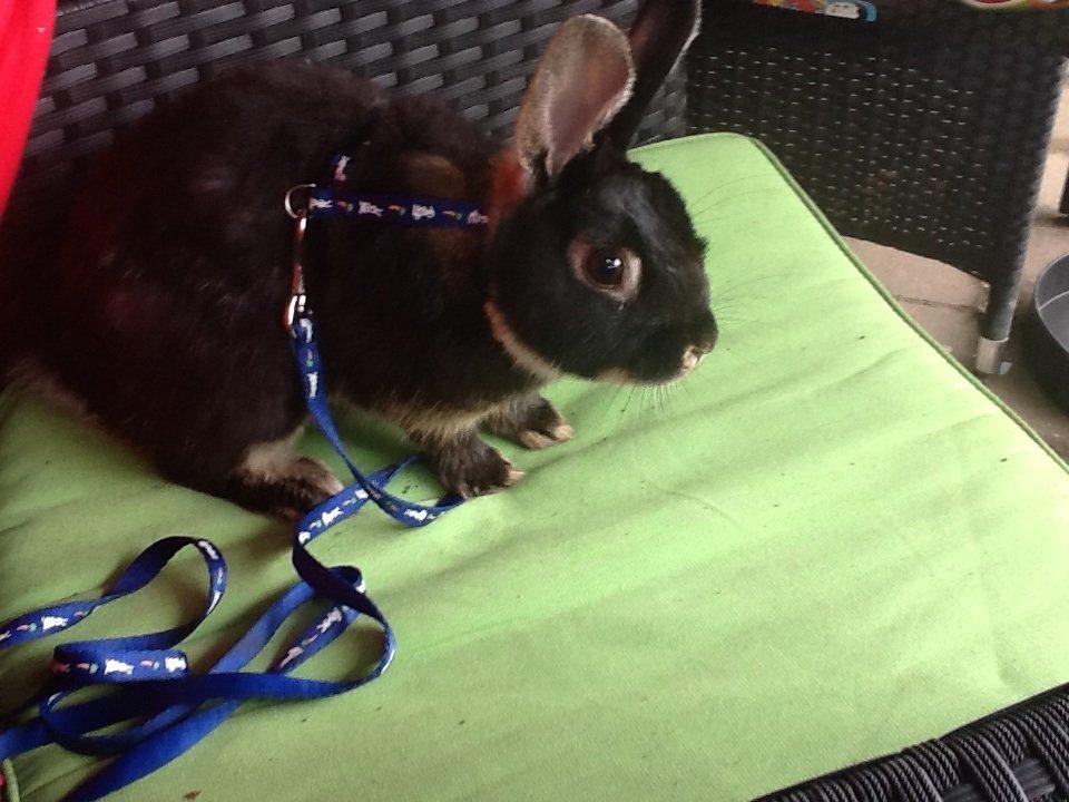 Kanin Batman billede 10