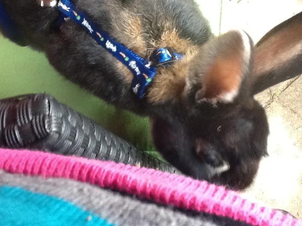 Kanin Batman billede 11