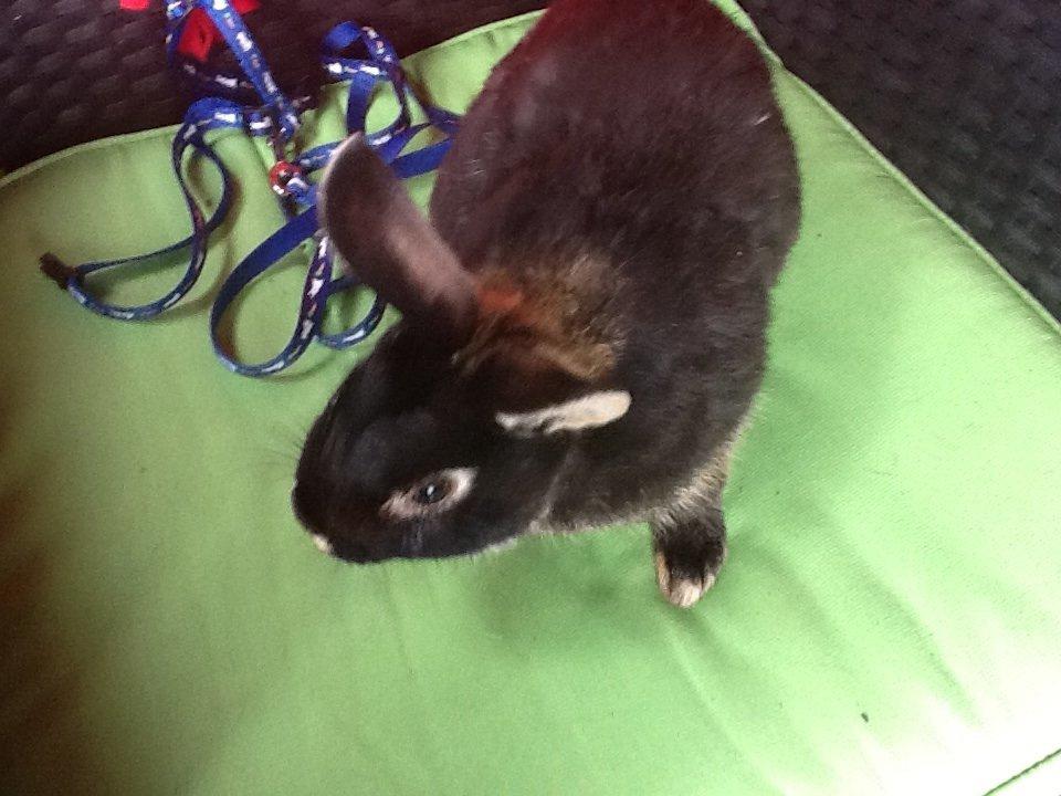 Kanin Batman billede 12