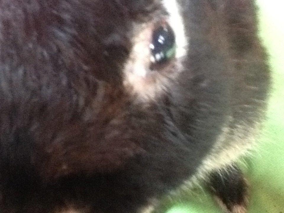 Kanin Batman billede 13