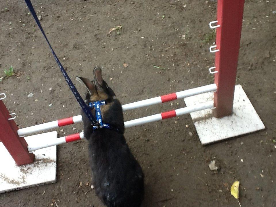 Kanin Batman billede 14