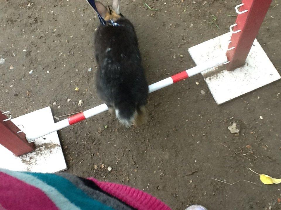 Kanin Batman billede 15