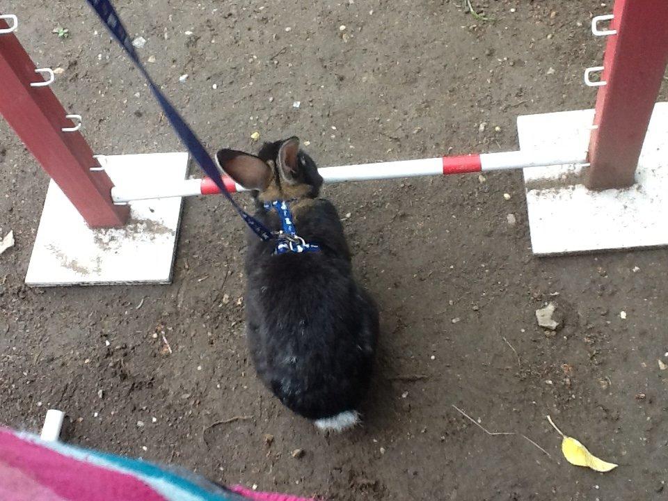 Kanin Batman billede 16