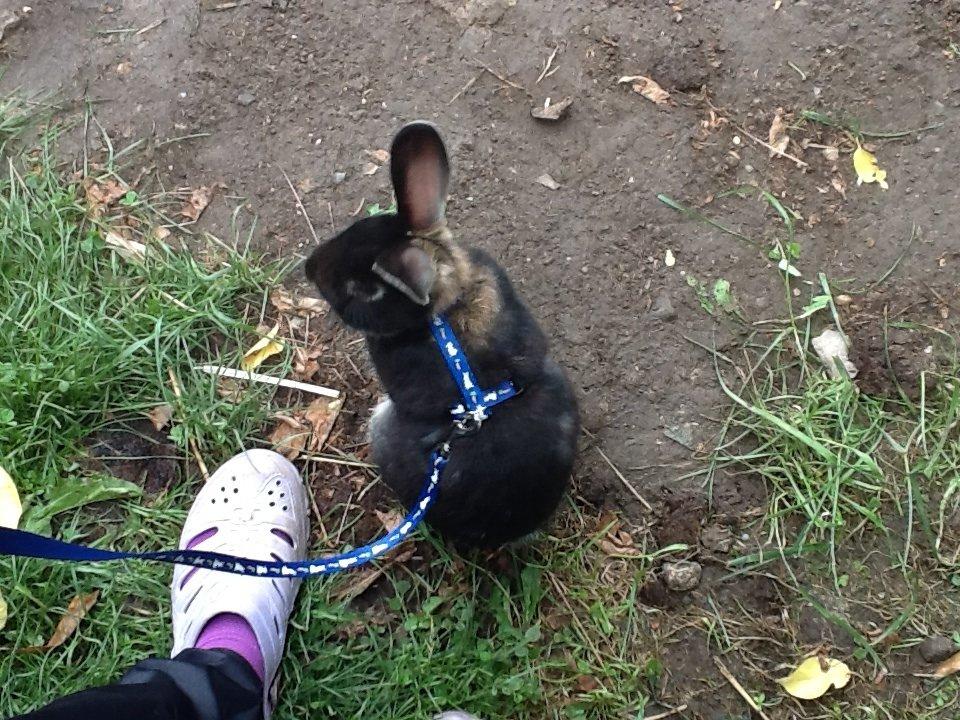 Kanin Batman billede 17