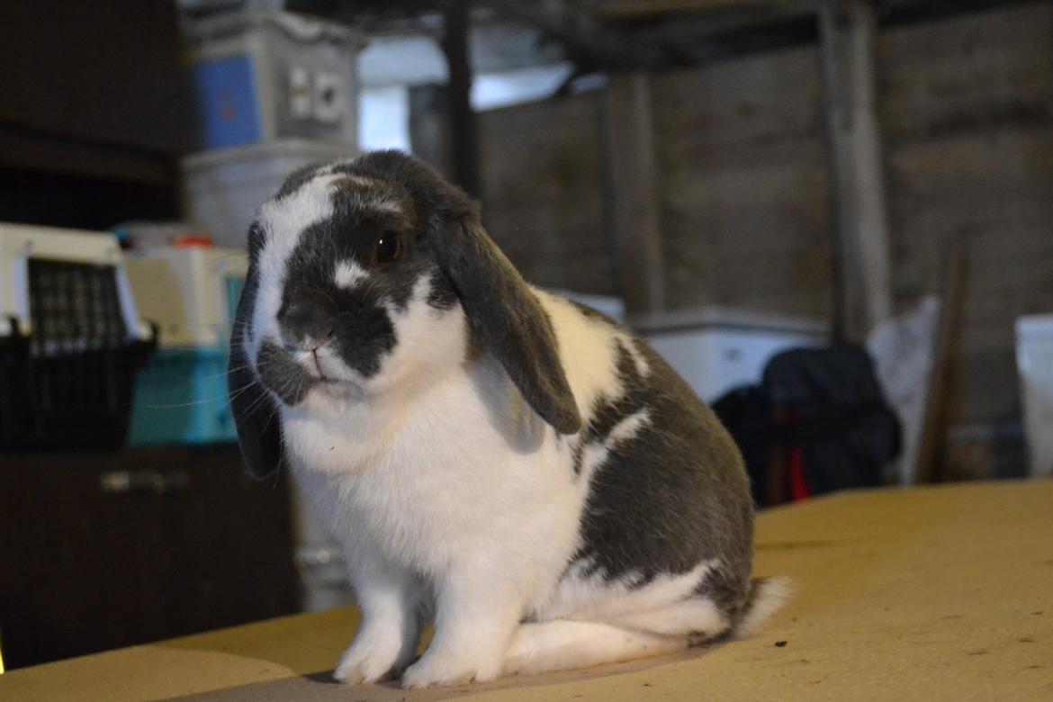 Kanin Pedro - For en måned siden. Det sidste gode billede jeg har af min bamse. <3 billede 1