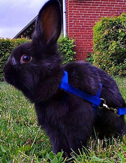 Kanin Louis the Lion - Louis: 9 uger og 4 dage gammel :-) billede 7