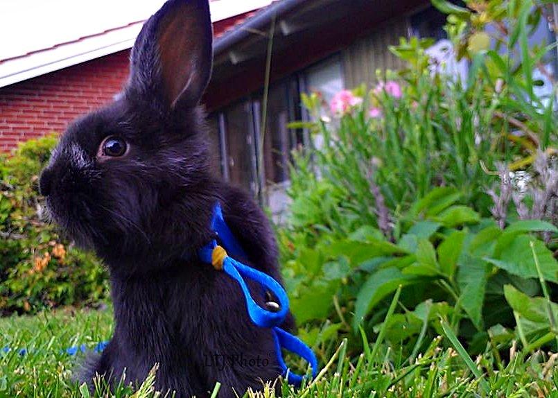 Kanin Louis the Lion - Han er født model kanin :-* billede 8