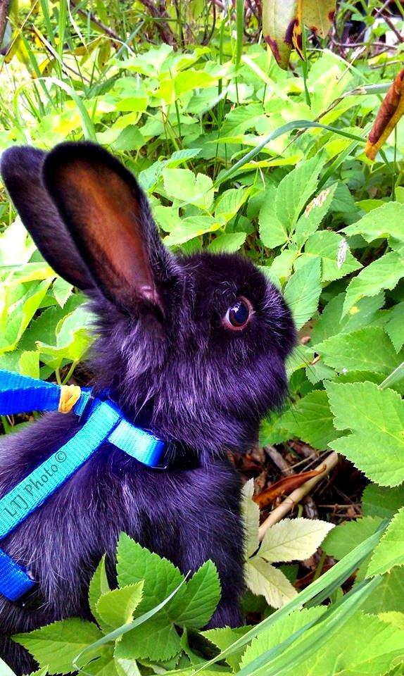 Kanin Louis the Lion - De blade der, de dufter altså godt... :-D billede 9