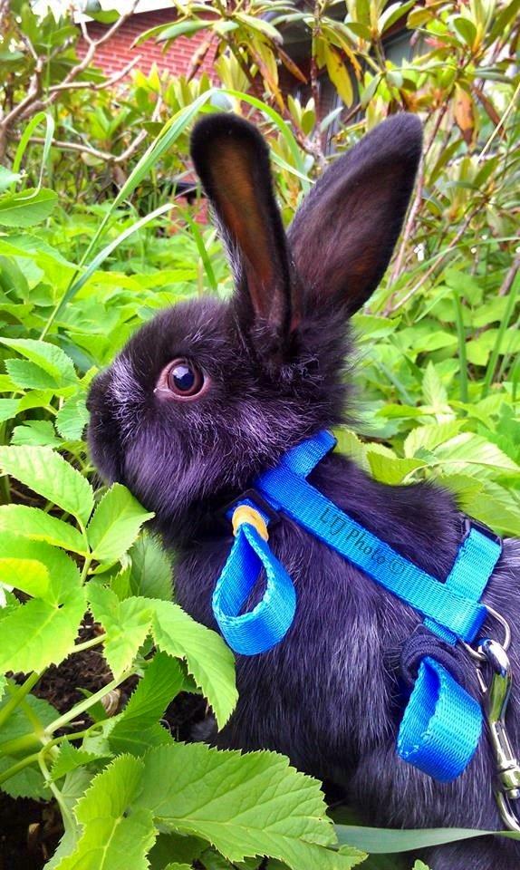 Kanin Louis the Lion - Den lille model kanin Louis the Lion <3 billede 10