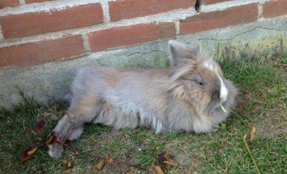 Kanin Prinsesse Candy billede 15