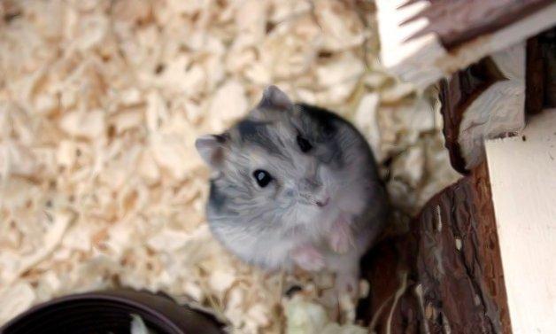 Dværghamster Nemo - Min elskede Nemo! <3 billede 2