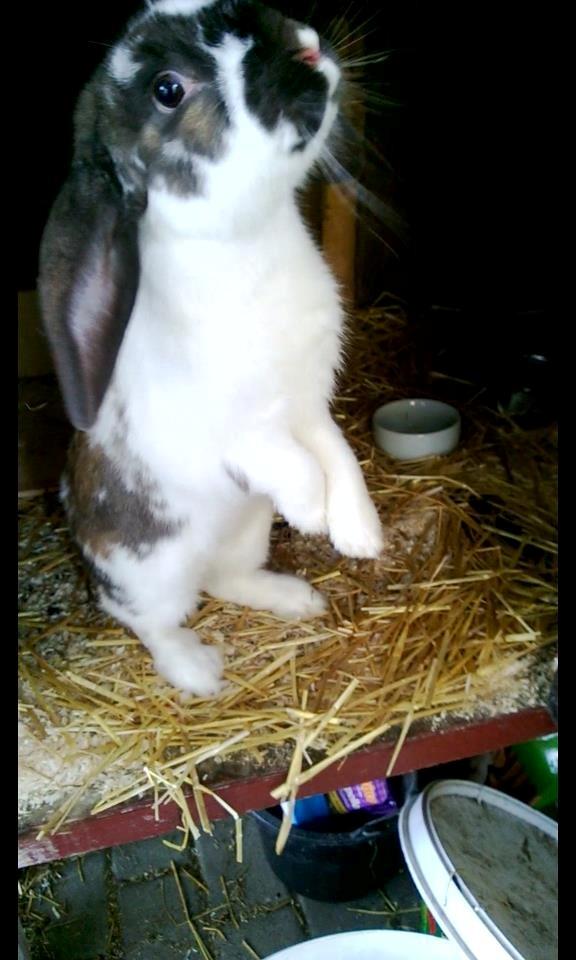 Kanin Thara<3<3<3 billede 10