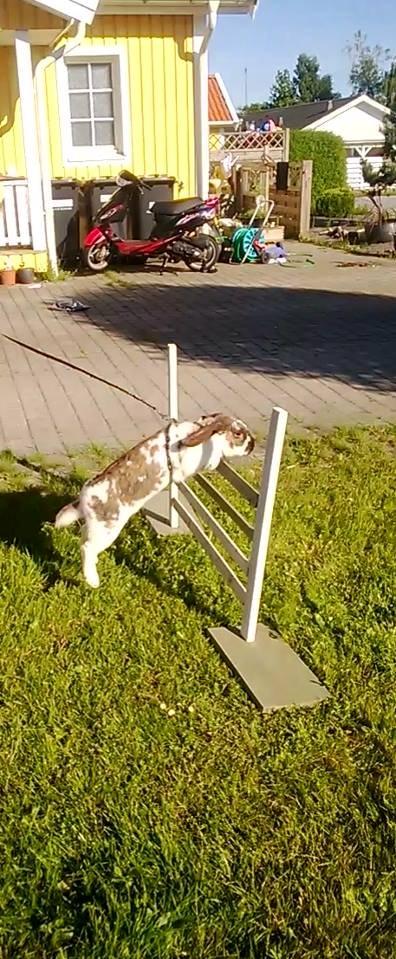 Kanin Thara<3<3<3 billede 11