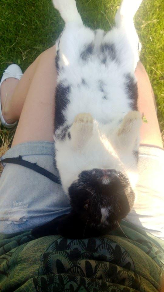 Kanin Star Dust(Dusty)<3<3 - Doven ninner<3 billede 16