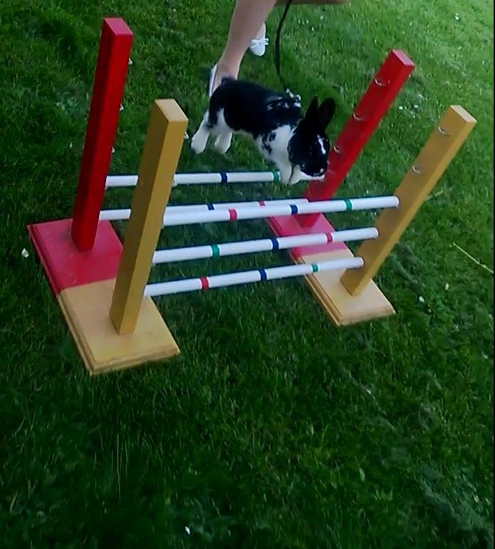 Kanin Star Dust(Dusty)<3<3 - Dejlig ninner<3 billede 2