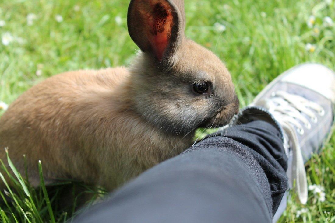 Kanin Sommerly's Sigrid Undset billede 2