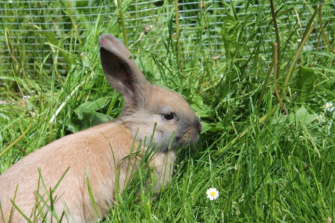 Kanin Sommerly's Sigrid Undset billede 3
