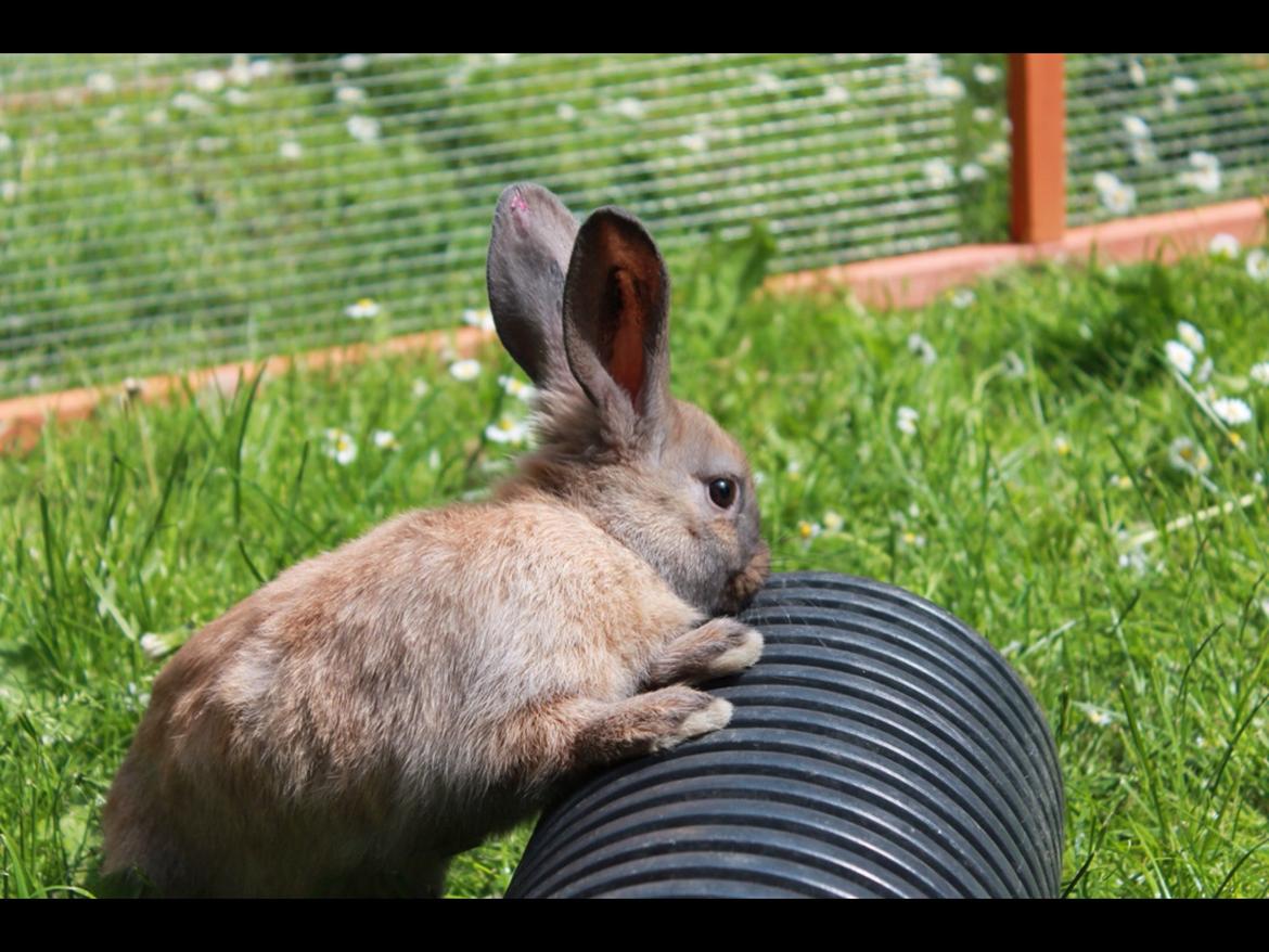 Kanin Sommerly's Sigrid Undset billede 5