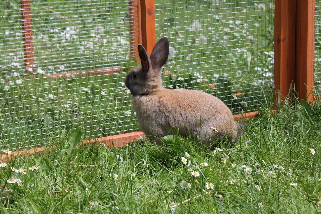 Kanin Sommerly's Sigrid Undset billede 4