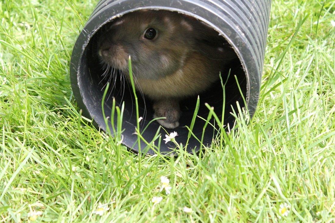 Kanin Sommerly's Sigrid Undset billede 6