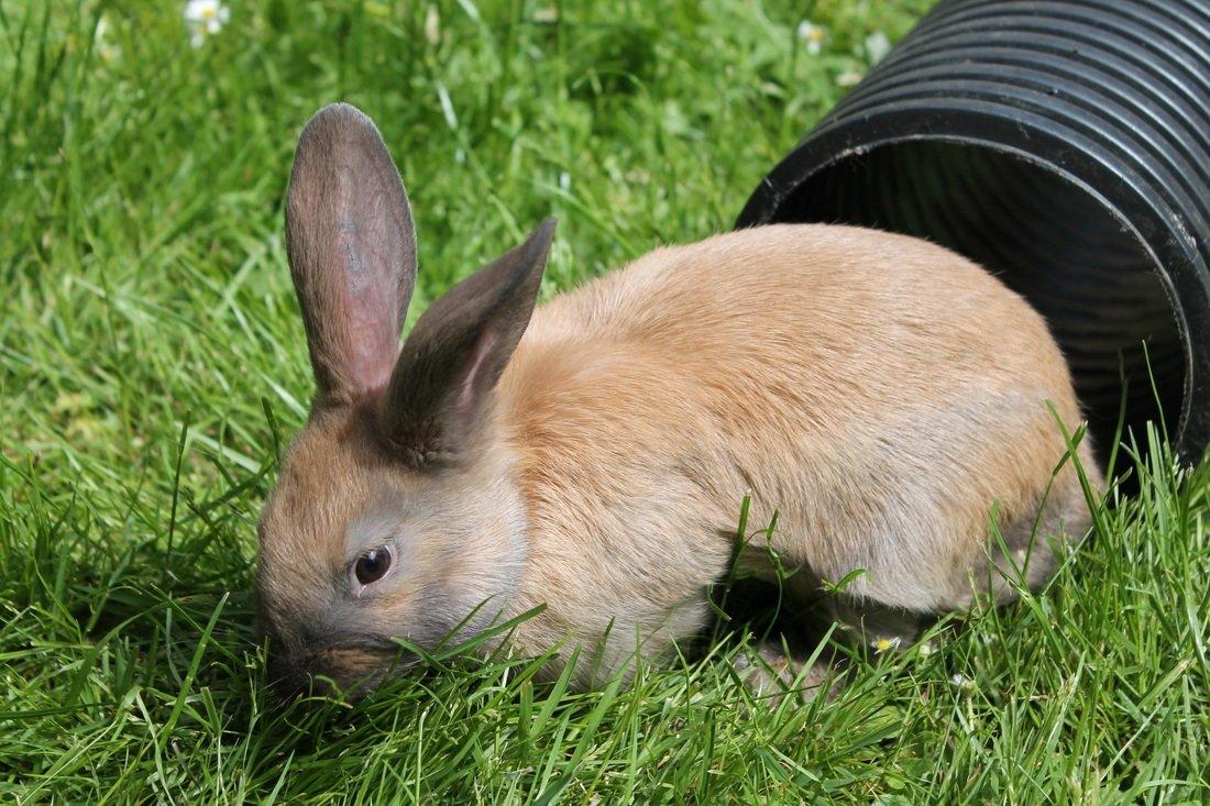 Kanin Sommerly's Sigrid Undset billede 7