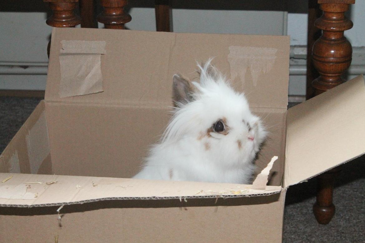 Kanin Princess Leia |Løvehoved| Solgt billede 2