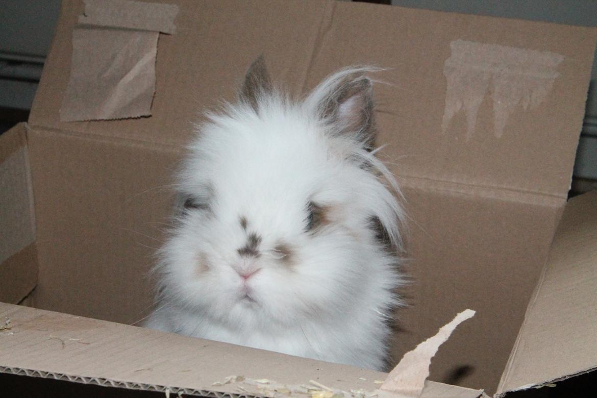 Kanin Princess Leia |Løvehoved| Solgt billede 4