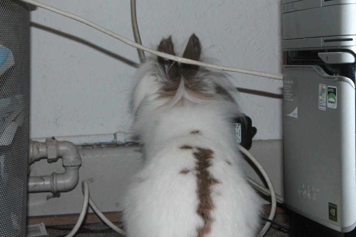 Kanin Princess Leia |Løvehoved| Solgt billede 5