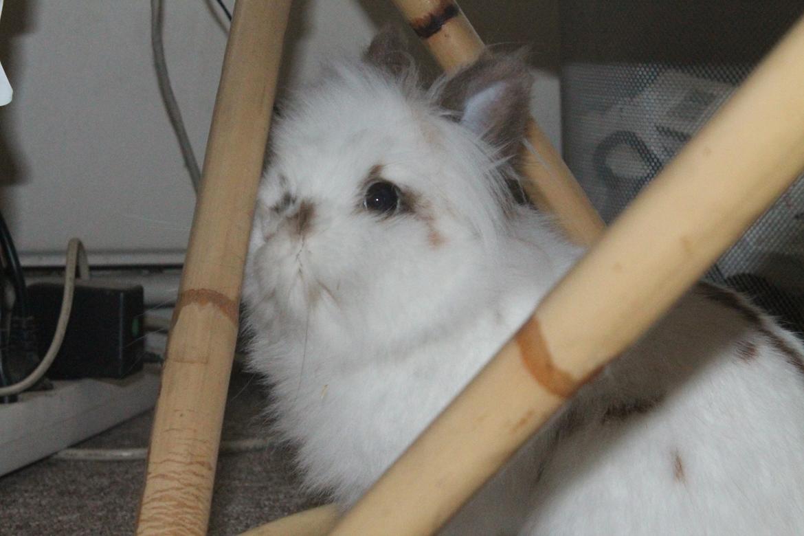 Kanin Princess Leia |Løvehoved| Solgt billede 7