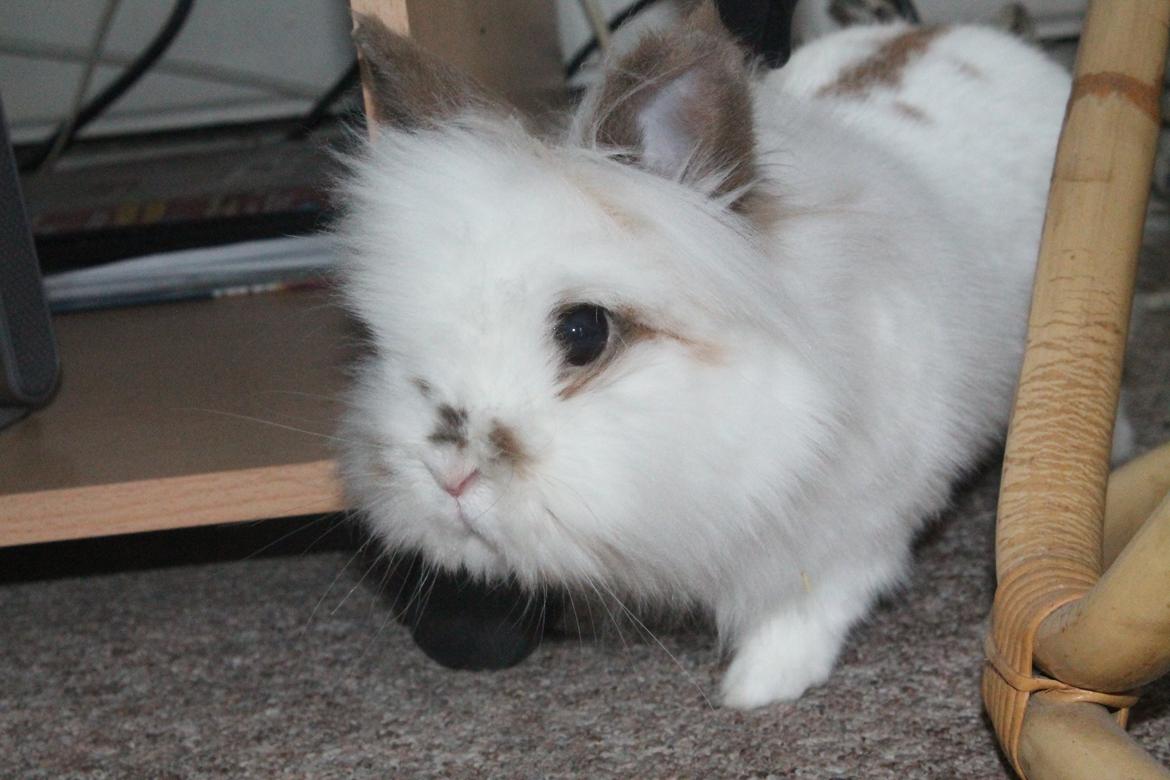 Kanin Princess Leia |Løvehoved| Solgt billede 8