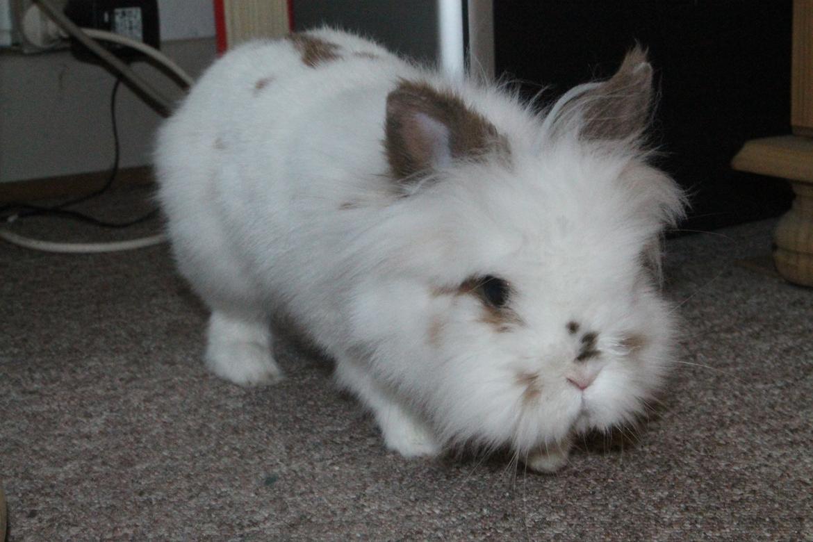 Kanin Princess Leia |Løvehoved| Solgt billede 10