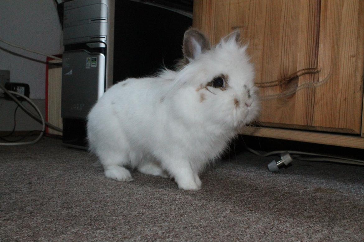 Kanin Princess Leia |Løvehoved| Solgt billede 11