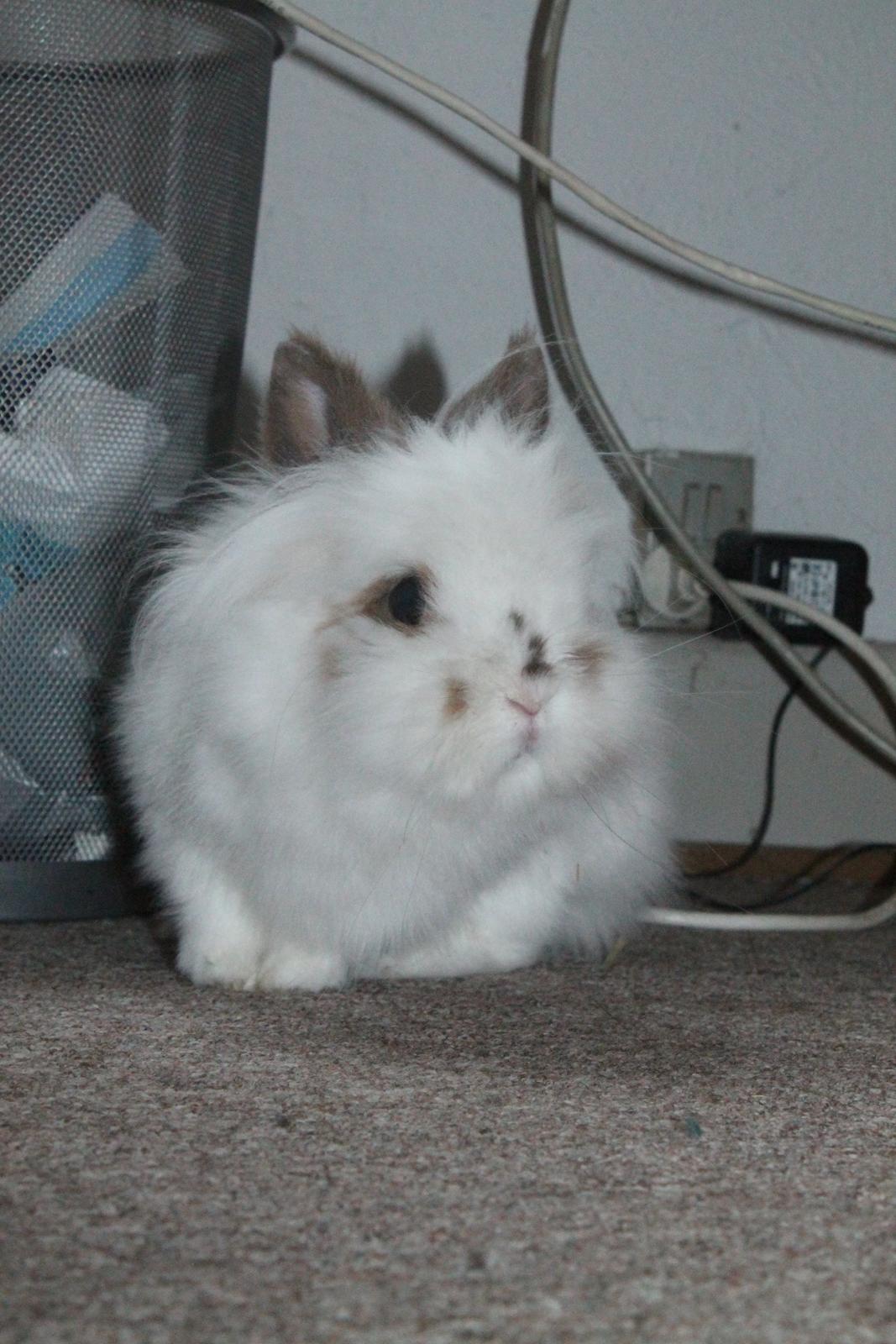 Kanin Princess Leia |Løvehoved| Solgt billede 12