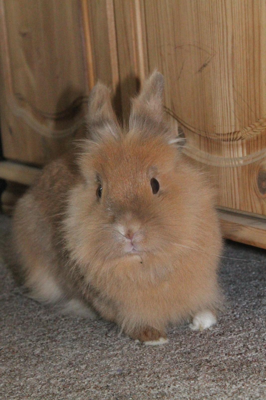 Kanin Gloria |Løvehoved| Solgt billede 2