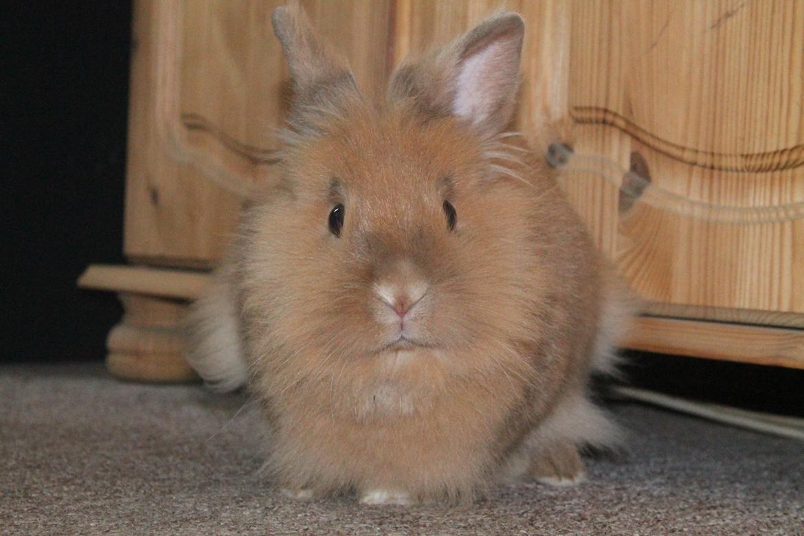 Kanin Gloria |Løvehoved| Solgt billede 4