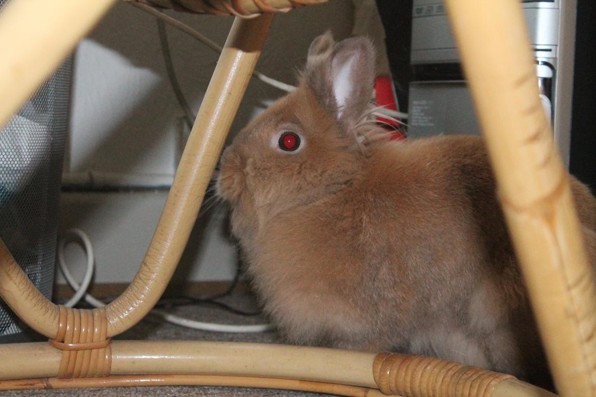 Kanin Gloria |Løvehoved| Solgt billede 6