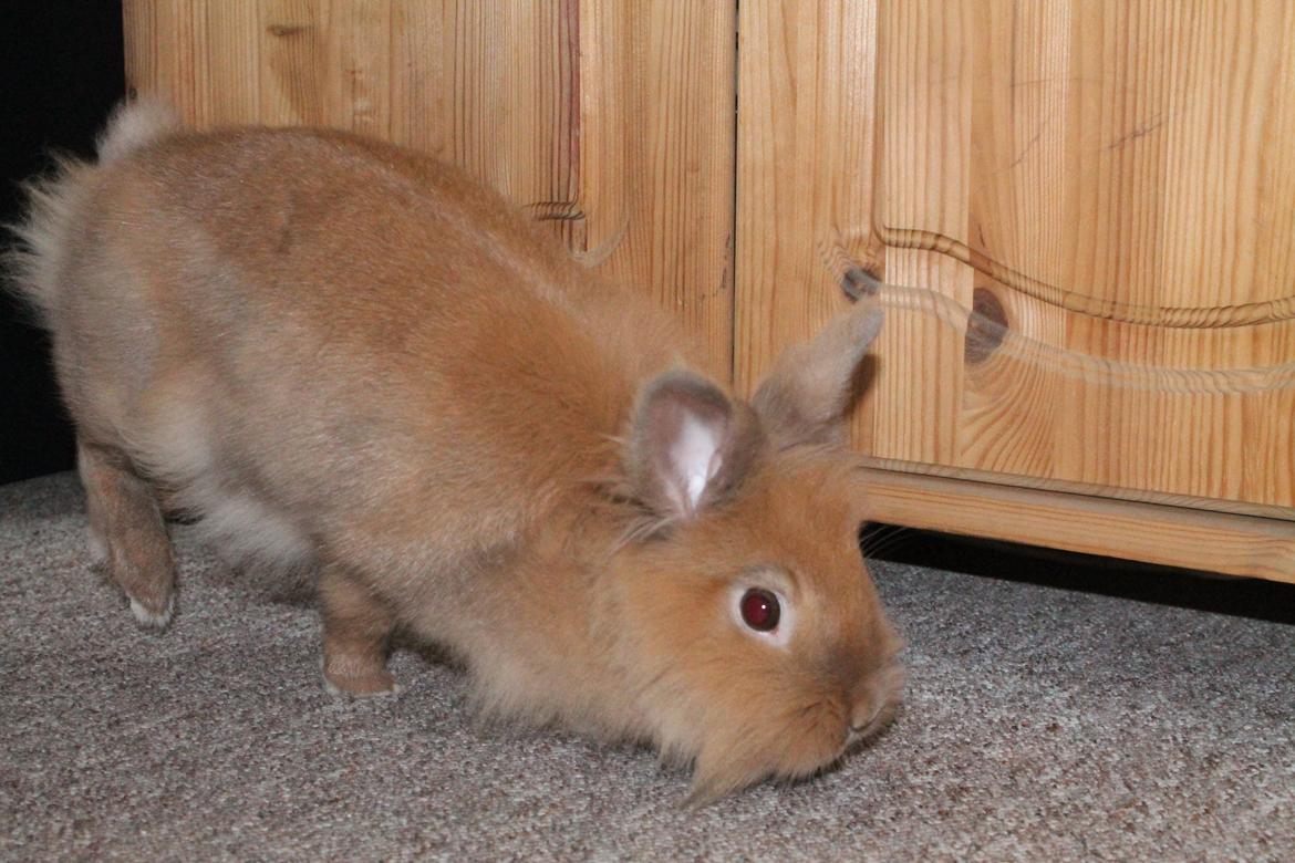 Kanin Gloria |Løvehoved| Solgt billede 8