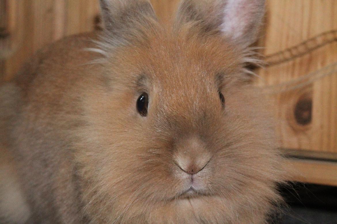 Kanin Gloria |Løvehoved| Solgt billede 10