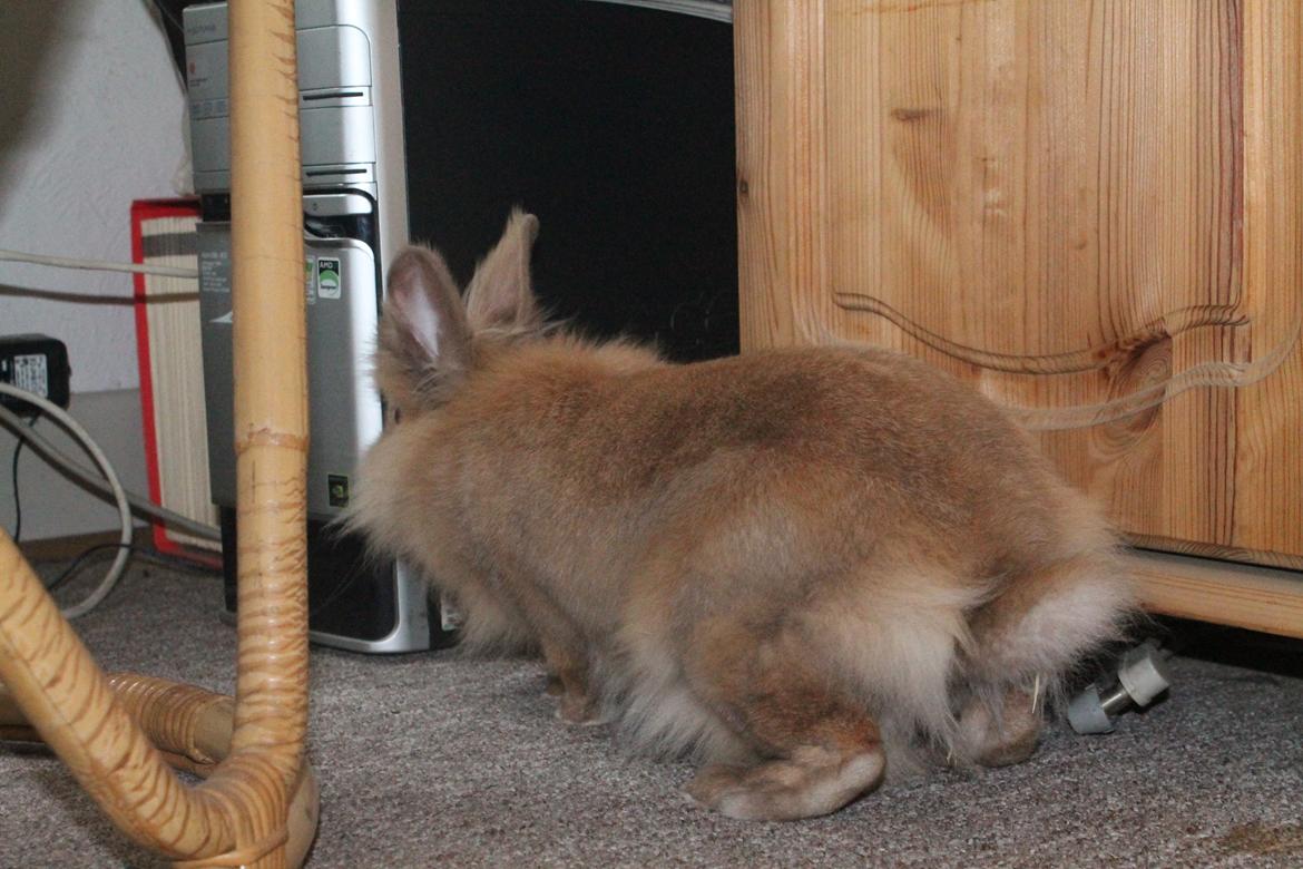 Kanin Gloria |Løvehoved| Solgt billede 12