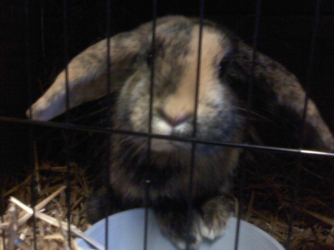 Kanin Cato og vanilje billede 19