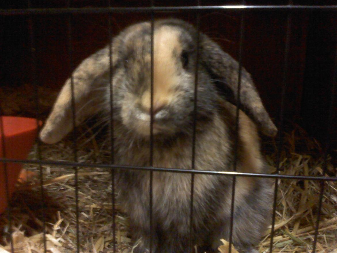 Kanin Cato og vanilje billede 20