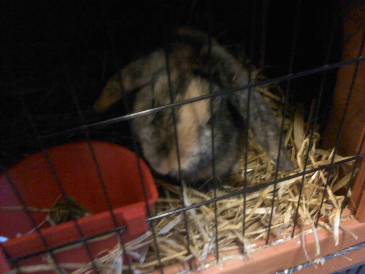 Kanin Cato og vanilje billede 17