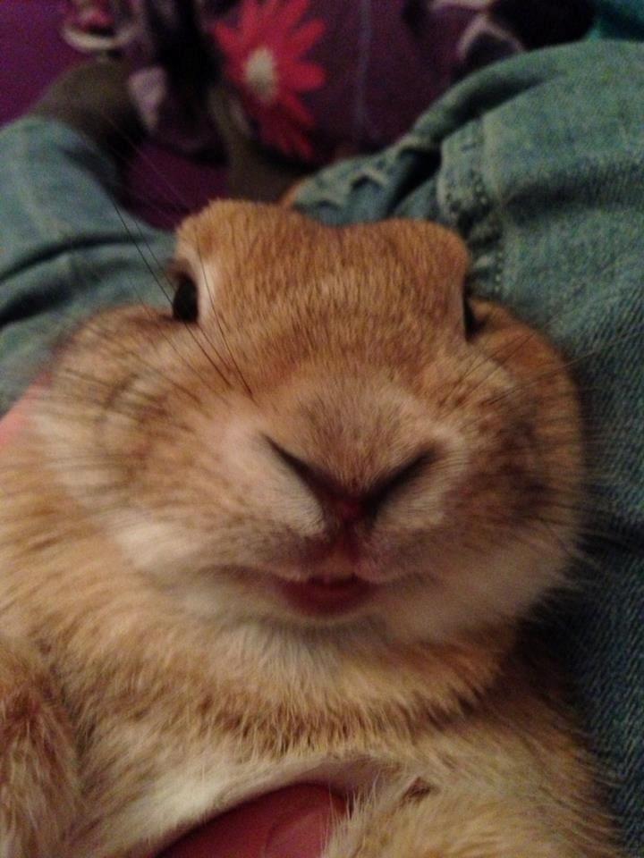 Kanin Bolette - Smil smukke Lette! billede 9