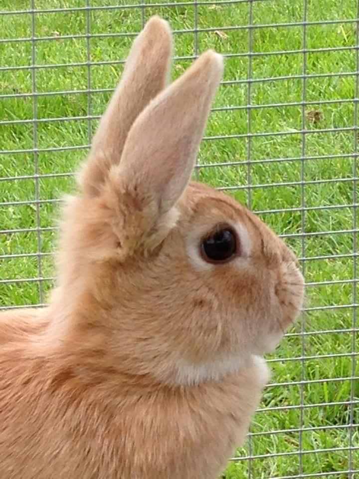 Kanin Bolette - Tak fordi du kiggede med! :) 

- Hilsen Bolette <3 billede 13