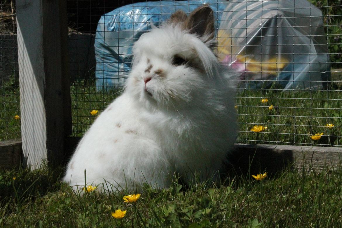 Kanin Princess Leia |Løvehoved| Solgt billede 13