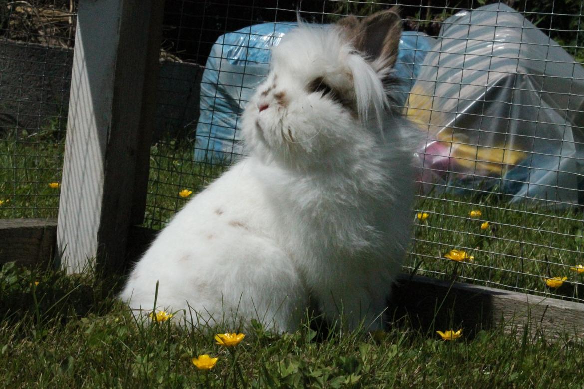 Kanin Princess Leia |Løvehoved| Solgt billede 14