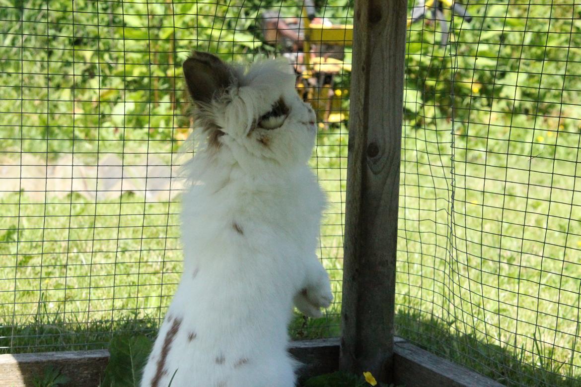 Kanin Princess Leia |Løvehoved| Solgt billede 15