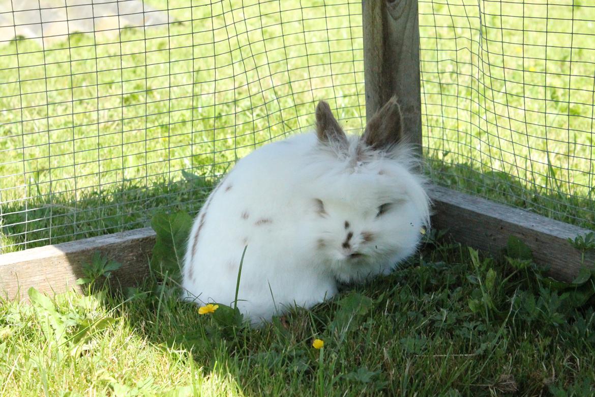 Kanin Princess Leia |Løvehoved| Solgt billede 3